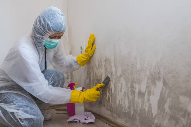 Best Basement Mold Removal  in Audubon, PA