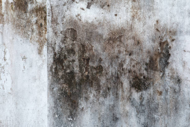 Best Indoor Air Quality Assessment  in Audubon, PA